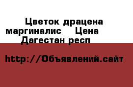 Цветок драцена маргиналис  › Цена ­ 4 000 - Дагестан респ.  »    